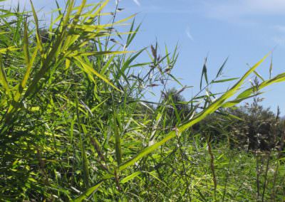 LAGUNE-phragmites-767x1024