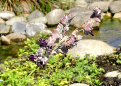 fleurs1_ocybelles