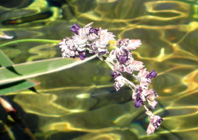 fleurs5_ocybelles