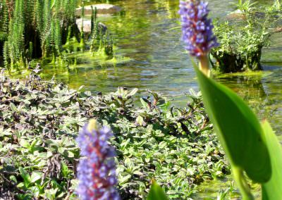 fleurs6_ocybelles