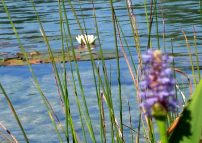 fleurs7_ocybelles