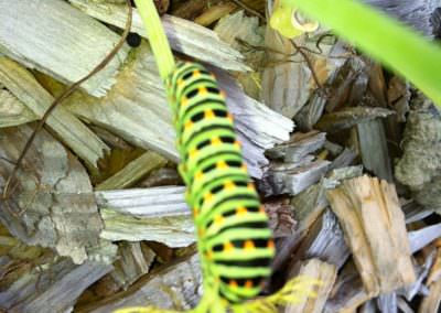 Machaon sur feuille de fenouil...